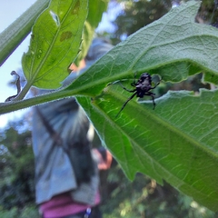 Verrucosa meridionalis