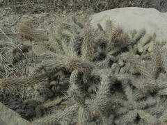 Cylindropuntia