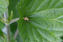 Rhabdomiris striatellus