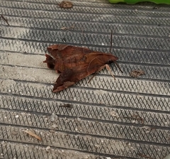 Macroglossum pyrrhosticta