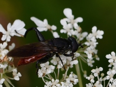 Chalcosyrphus piger
