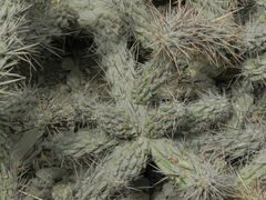 Cylindropuntia