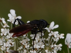 Chalcosyrphus piger