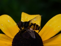 Eristalis transversa