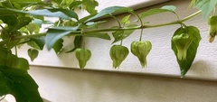 Physalis longifolia