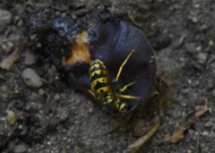 Vespula pensylvanica