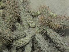 Cylindropuntia