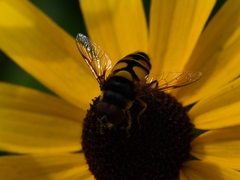 Eristalis transversa