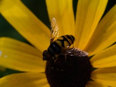 Eristalis transversa