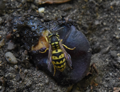 Vespula pensylvanica