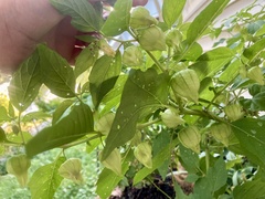 Physalis longifolia