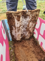 Camponotus nigriceps