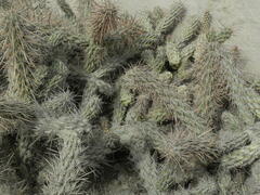 Cylindropuntia