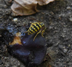 Vespula pensylvanica