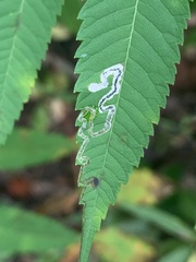 Stigmella intermedia