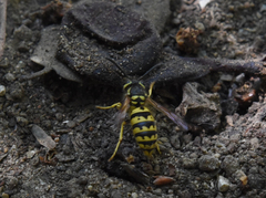 Vespula pensylvanica