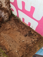 Camponotus nigriceps