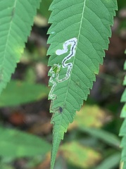Stigmella intermedia