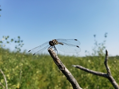 Sympetrum danae