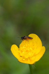 Symphyta
