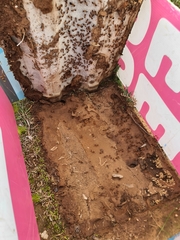 Camponotus nigriceps