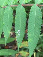 Stigmella intermedia