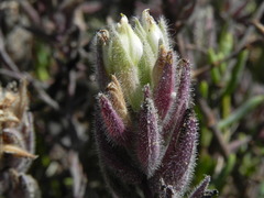Chloropyron maritimum