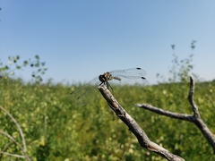 Sympetrum danae