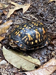 Terrapene carolina