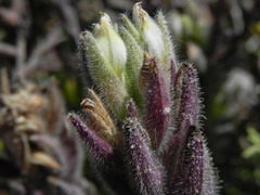 Chloropyron maritimum