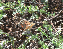 Junonia grisea