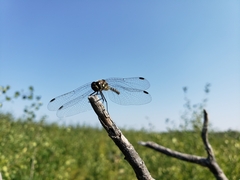 Sympetrum danae