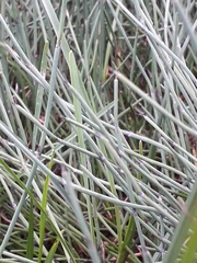 Ephedra monosperma