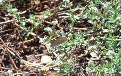 Junonia grisea