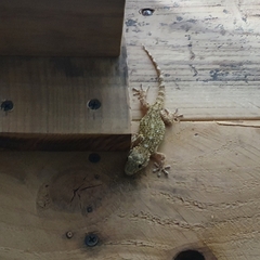 Tarentola mauritanica