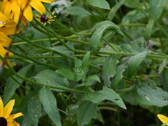 Rudbeckia hirta