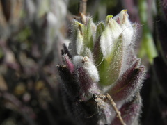 Chloropyron maritimum
