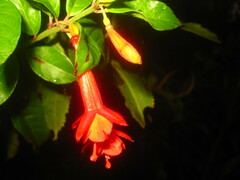 Fuchsia