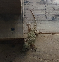 Tarentola mauritanica