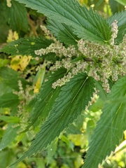 Urtica gracilis