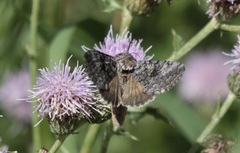 Syngrapha viridisigma