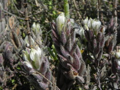Chloropyron maritimum