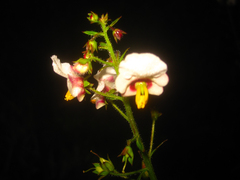Alonsoa meridionalis