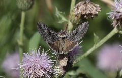 Syngrapha viridisigma