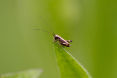 Pholidoptera griseoaptera