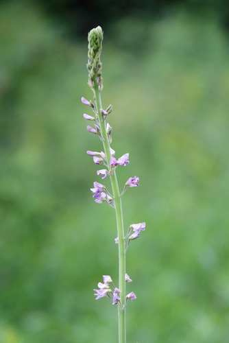 Image of Desmodium illinoense by (c) psweet, some rights reserved (CC BY-SA)