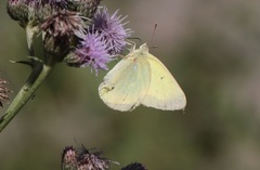 Colias alexandra