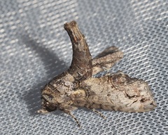 Paectes abrostoloides