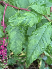 Pokeweed mosaic virus