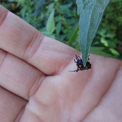 Verrucosa meridionalis